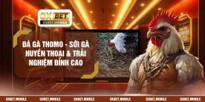 Đá Gà Thomo - Sới Gà Huyền Thoại & Trải Nghiệm Đỉnh Cao