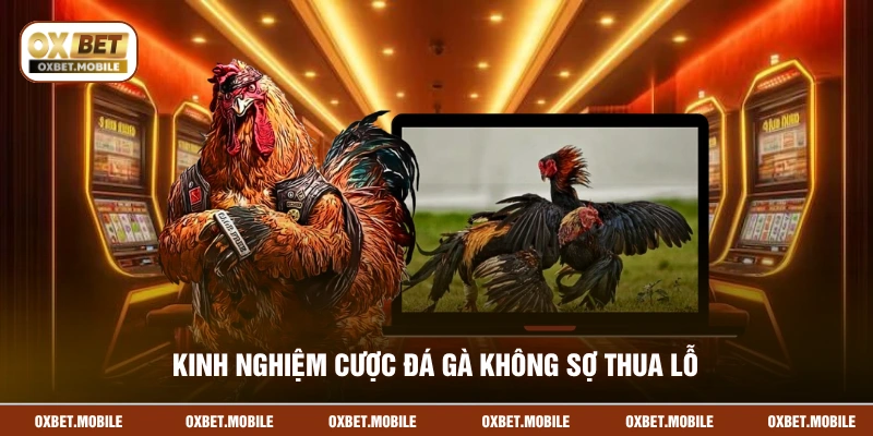 Kinh nghiệm cược đá gà không sợ thua lỗ