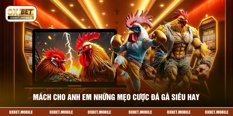 Mách cho anh em những mẹo cược đá gà siêu hay